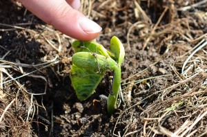 Grean beans! Marybeth planted a row of green beans and they are already growing.