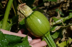 Children playing outside is important - - and a garden is a great way to go about it. Image of Marybeth's hand and a small green pumpkin.