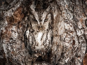  National Geographic Traveler Magazine: 2013 Photo Contest